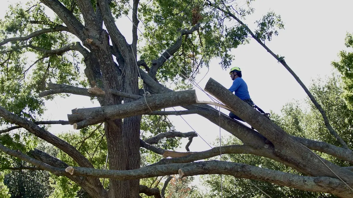 Professional Hazardous Tree Removal performed by certified arborists in Norwood