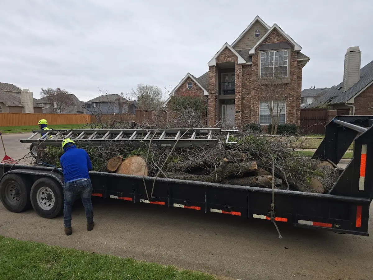 Expert Tree Removal with proper safety equipment in Norwood